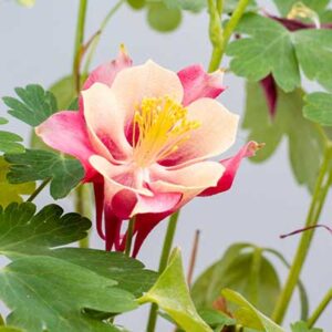 Aquilegia Bloom
