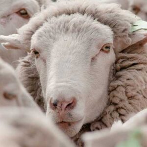 Sheep Flock