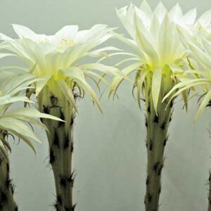 Flower Cactus
