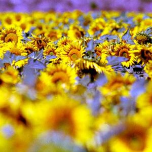 Sunflower field