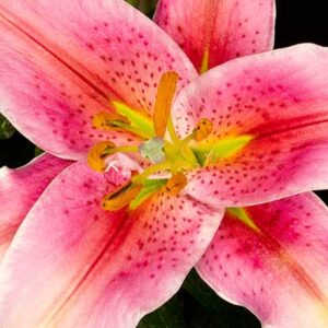 Lilium Lily Bloom