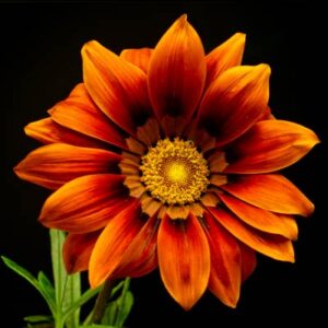gazania