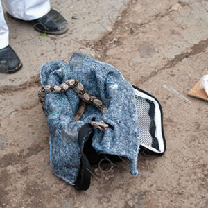 Baby snake inside a bag