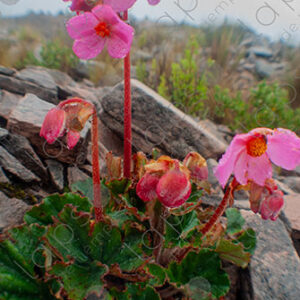 Begonia in the mountains