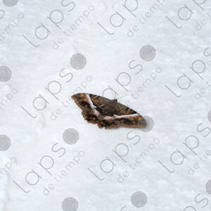 Butterfly in Salar