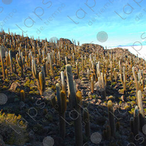 Cactus Forest Slar Uyuni