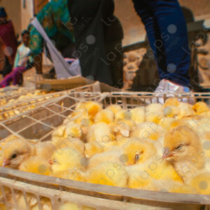 Chicks in a basket for sale