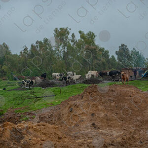 Cloudy Landscape of Field and Cows