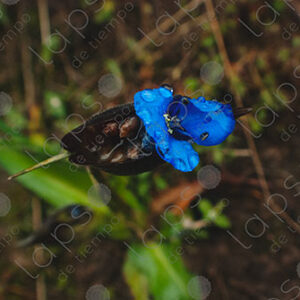 Little blue flower
