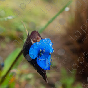 Little blue flower