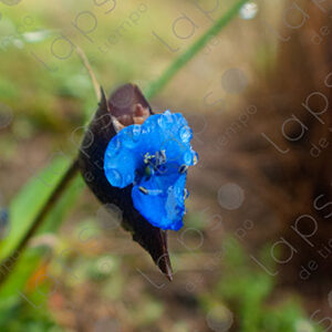Little blue flower