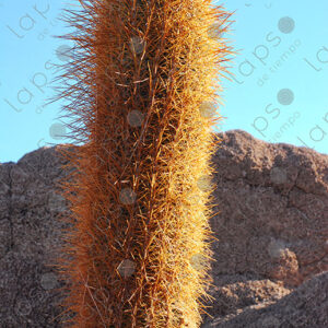 Detail of Cactus