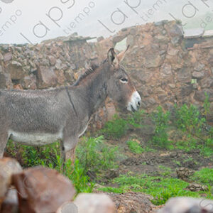 Donkey in the Mist