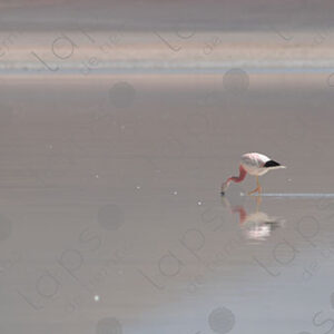 Flamingo in Laguna Blanca
