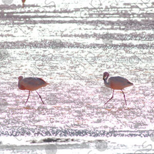 Flamingos Silhouetted