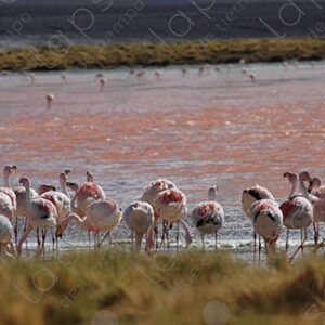 Flamingos in Laguna Colorada
