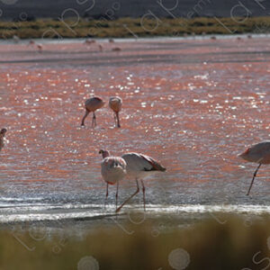 Flamingos in Laguna Colorada