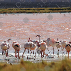 Flamingos in Laguna Colorada