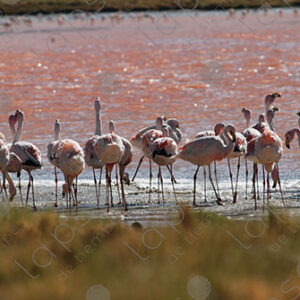 Flamingos in Laguna Colorada