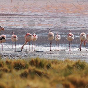 Flamingos in Laguna Colorada