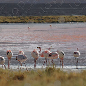 Flamingos in Laguna Colorada