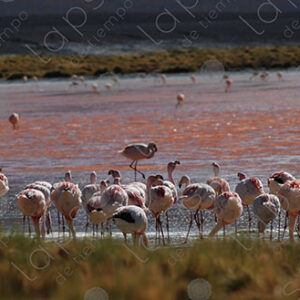 Flamingos in Laguna Colorada