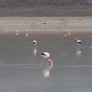 Flamingos in Laguna Blanca