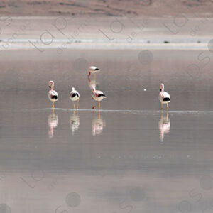 Flamingos in Laguna Blanca