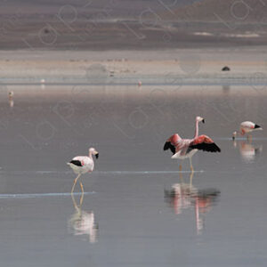 Flamingos in Laguna Blanca