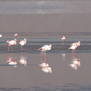 Flamingos in Laguna Colorada