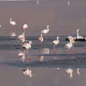 Flamingos in Laguna Colorada