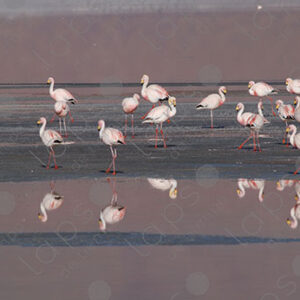 Flamingos in Laguna Colorada