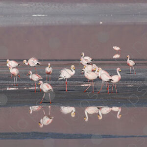 Flamingos in Laguna Colorada