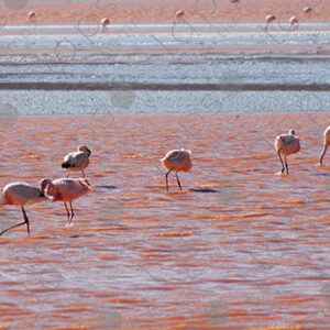 Flamingos in Laguna Colorada