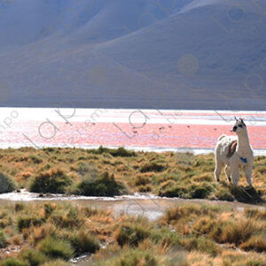 Girl in Fuchsia Jacket Interacting with Llama