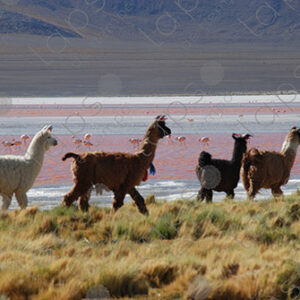 Group of Llamas with Laguna Colorada
