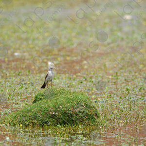 Highland Bird in Wetland