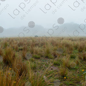 Highland Plateau