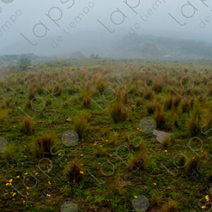 Highland Plateau