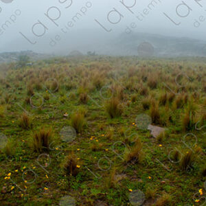 Highland Plateau
