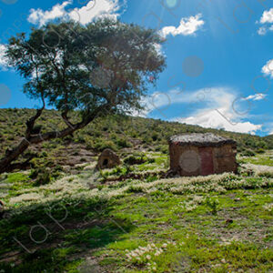Mud House with Tree