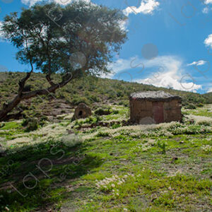Mud House with Tree