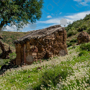 Mud House with Tree