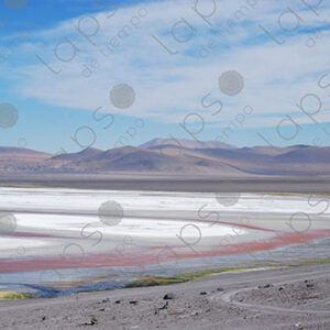 Landscape of Laguna Colorada with Llamas in the Altiplano