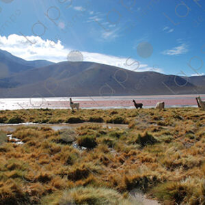 Landscape of Laguna Colorada with Llamas in the Altiplano