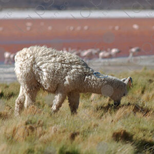 Llama Grazing with Laguna Colorada