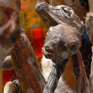 llama fetuses, amulet.