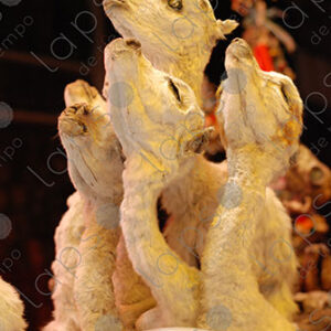 llama fetuses, amulet.