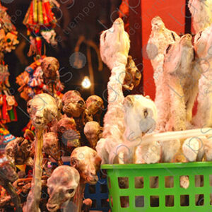 llama fetuses, amulet.