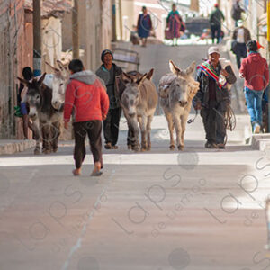Men with donkeys on the streets